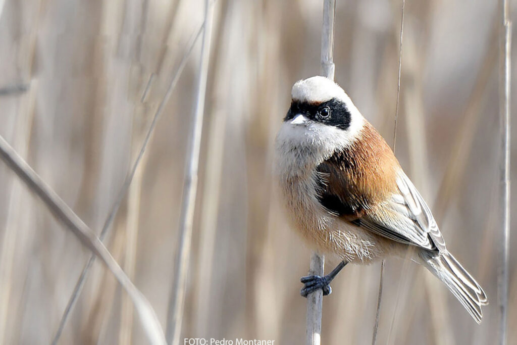 Pájaro-moscón europeo Remiz pendulinus EN: Eurasian Penduline Tit