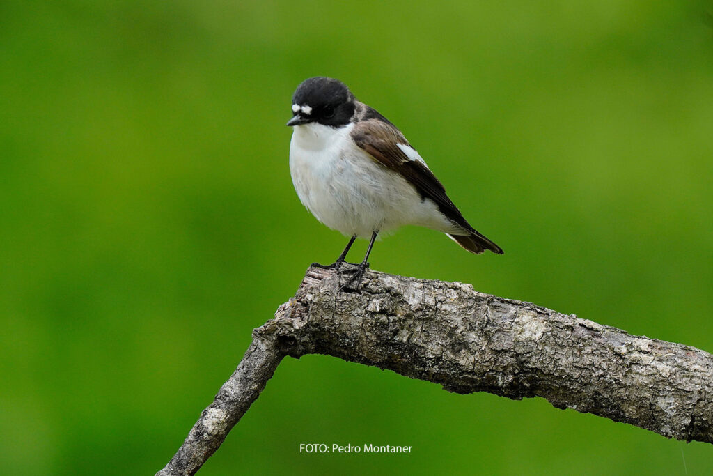 Papamoscas cerrojillo Ficedula hypoleuca European Pied Flycatcher