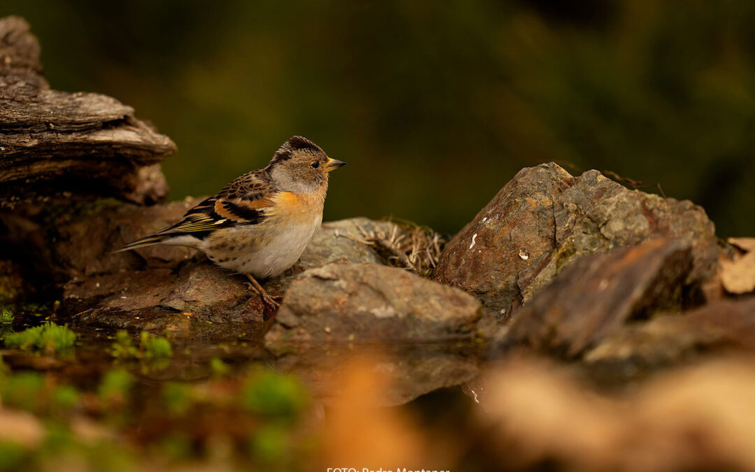 Brambling