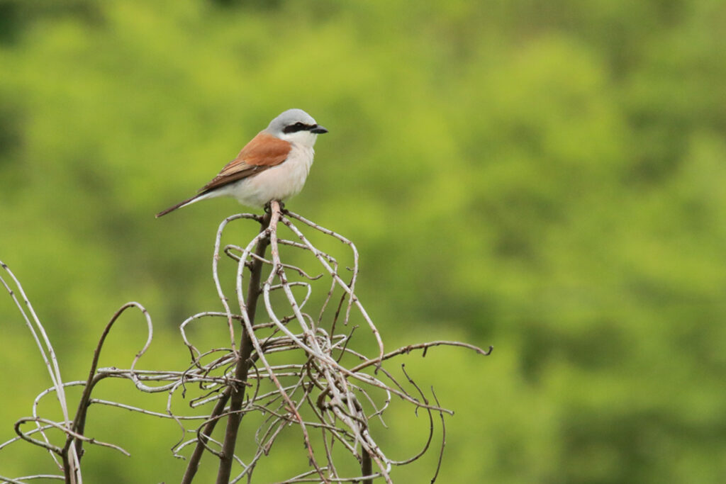 Alcaudón dorsirrojo Lanius collurio Red-backed Shrike
