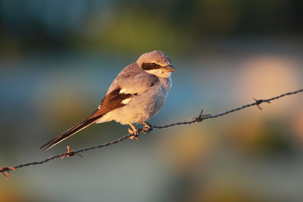 Alcaudón real Lanius meridionalis Southern Grey Shrike