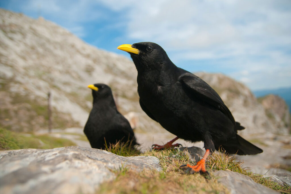 Chova piquigualda Pyrrhocorax graculus Alpine Chough