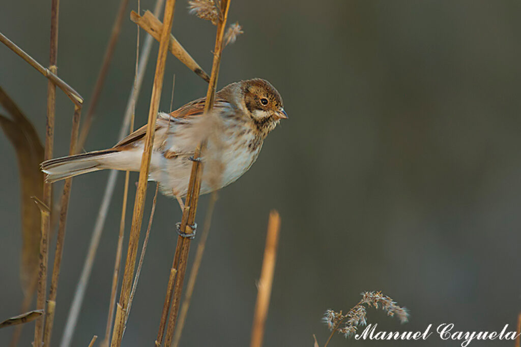 Escribano palustre Emberiza schoeniclus Common Reed Bunting