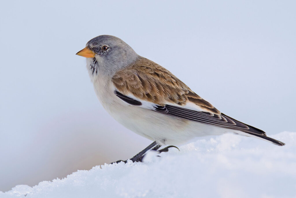 Gorrión alpino Montifringilla nivalis White-winged Snowfinch