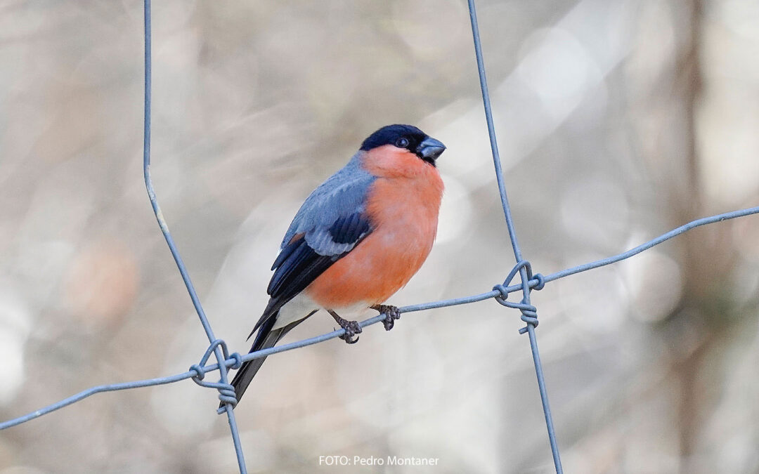 Eurasian Bullfinch