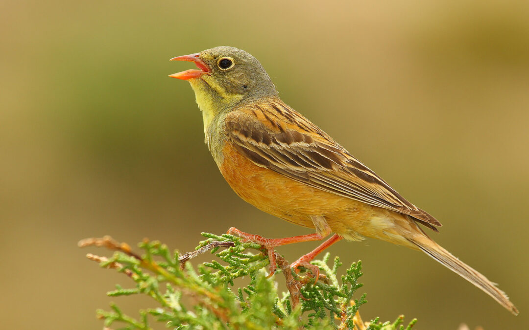 Ortolan Bunting