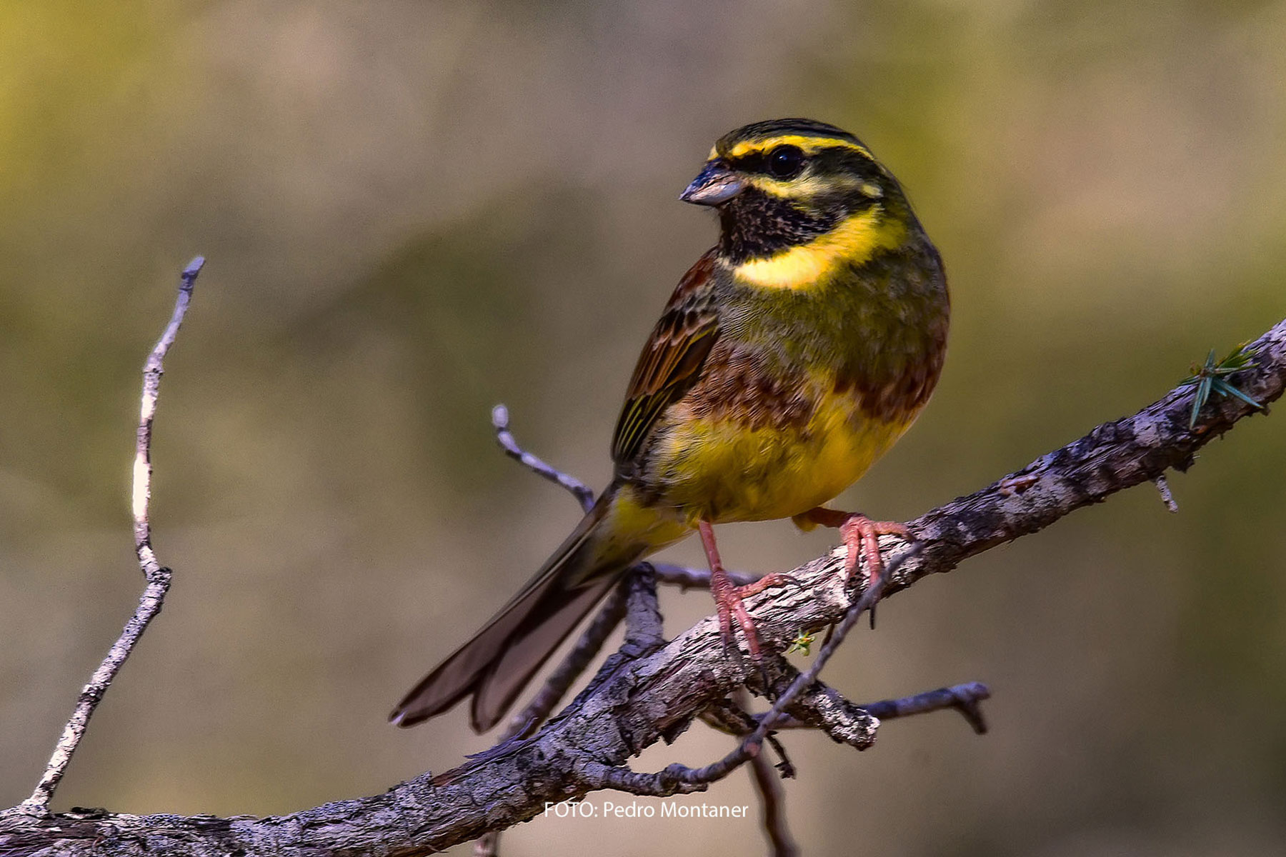 Escribano soteño Emberiza cirlus Cirl Bunting