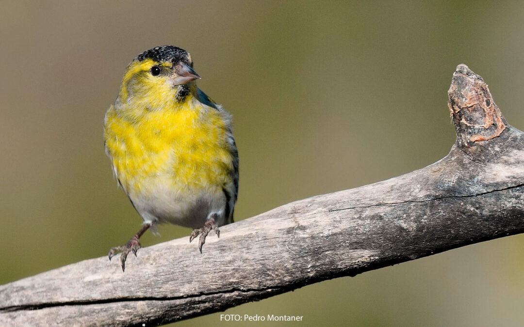 Eurasian Siskin