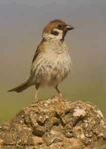 Gorrión molinero Passer montanus Eurasian Tree Sparrow