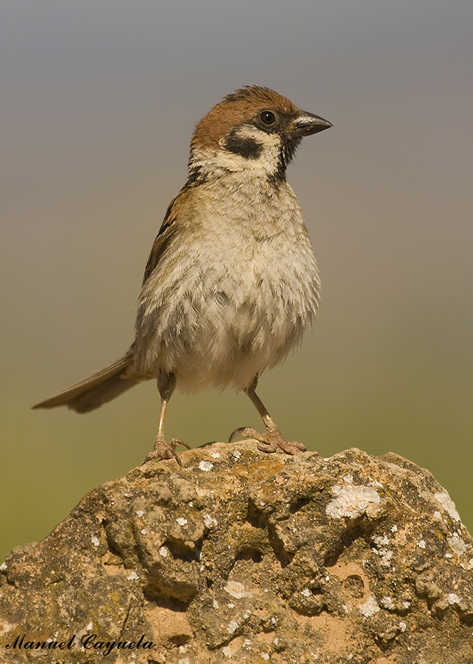 Gorrión molinero<br />
Passer montanus<br />
Eurasian Tree Sparrow	