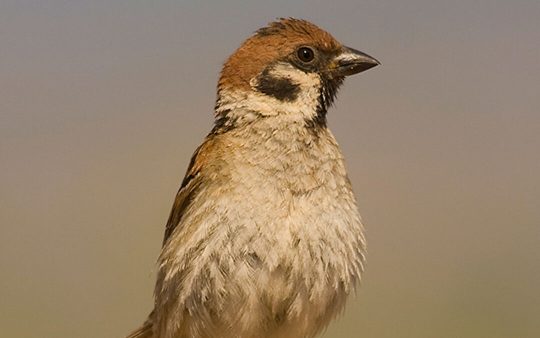 Eurasian Tree Sparrow