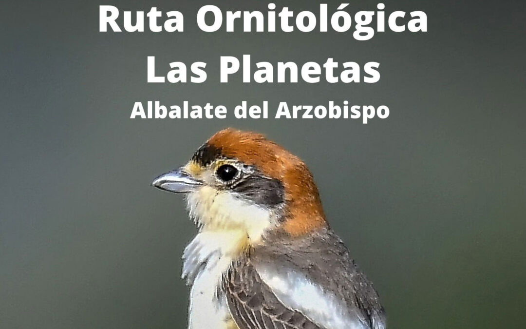 Ruta ornitológica en Albalate del Arzobispo con Birding Aragón