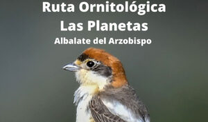 Ruta ornitológica en Albalate del Arzobispo con Birding Aragón