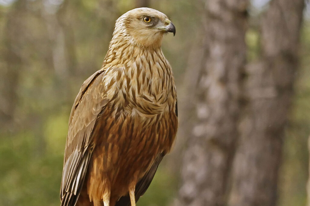 Busard cendré Circus pygargus Aguilucho cenizo