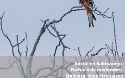 Taller: Iniciación a la fotografía de aves en el Valle de Tena