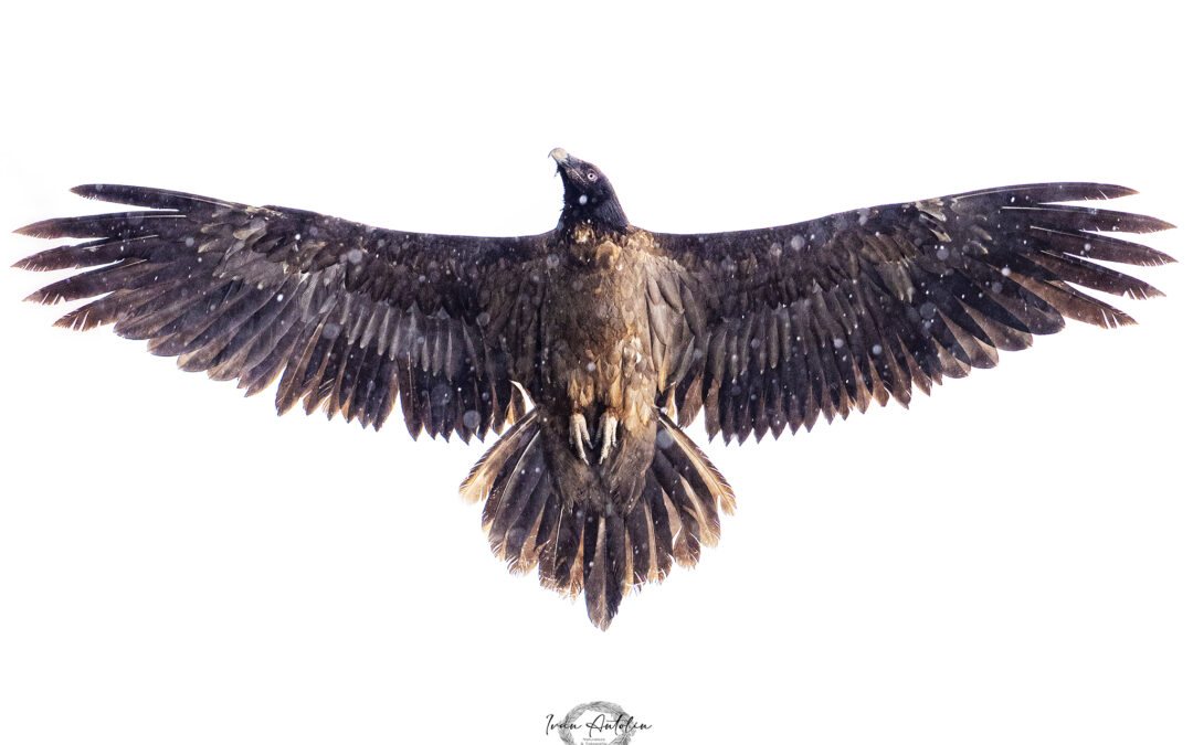 Iván Antolín Naturaleza y Fotografía