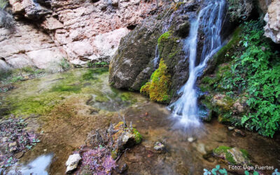 «Naturaleza guiada en Riodeva», descubre los Amanaderos con Birding Aragón