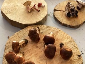 El municipio de Gúdar acogerá una nueva edición de sus Jornadas Medioambientales Micológicas, un encuentro que combina ciencia, naturaleza y convivencia en torno al mundo de las setas.