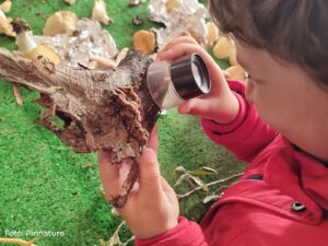 El municipio de Gúdar acogerá una nueva edición de sus Jornadas Medioambientales Micológicas, un encuentro que combina ciencia, naturaleza y convivencia en torno al mundo de las setas.