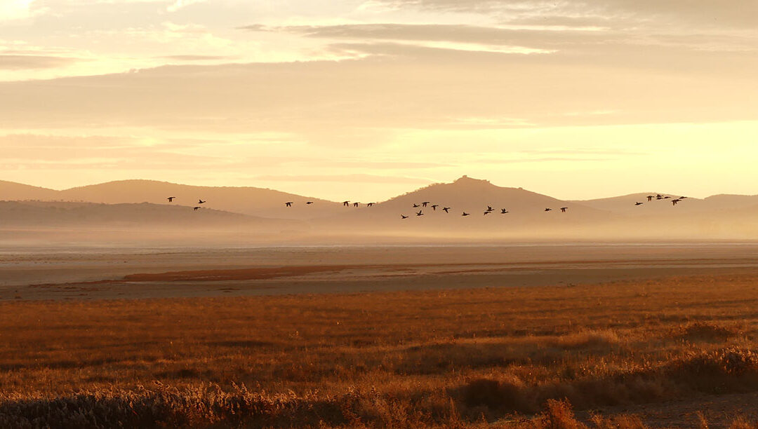 Gallocanta acoge la asamblea anual de APATOE y el impulso a ARAGÓN ECOTURISMO