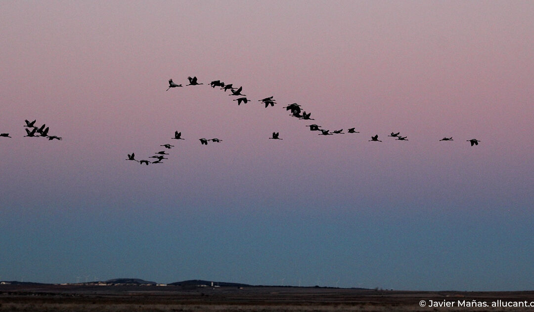 La Fiesta de las Grullas de Gallocanta se celebrará el sábado 8 de noviembre
