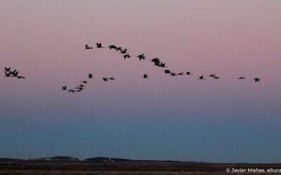 La Fiesta de las Grullas de Gallocanta se celebrará el sábado 8 de noviembre