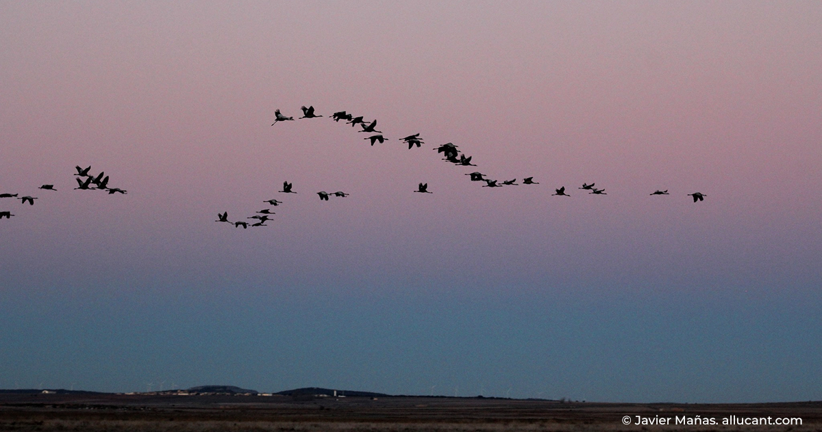La Fiesta de las Grullas de Gallocanta se mantiene, adaptada a la situación sanitaria