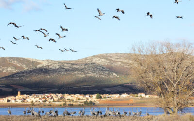 La Laguna de Gallocanta celebra la Fiesta de despedida de las grullas