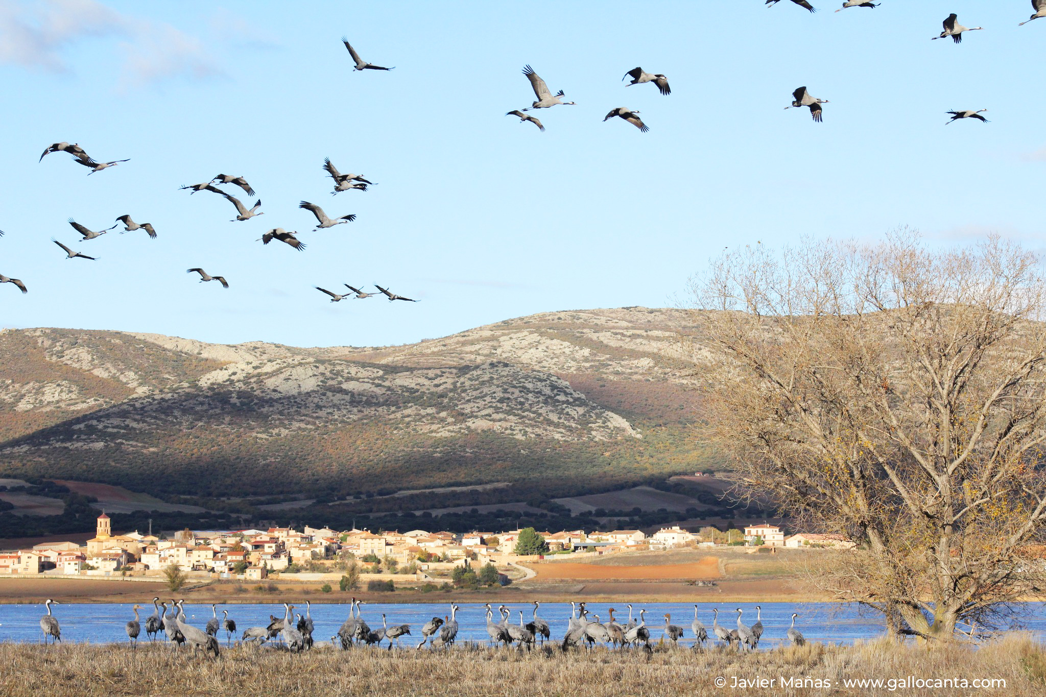 Foto: Javier Mañas gallocanta.com