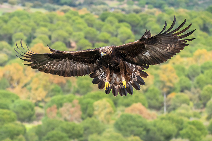 04_Águila-real Ruta de los Pajaricos – Andorra Sierra de Arcos
