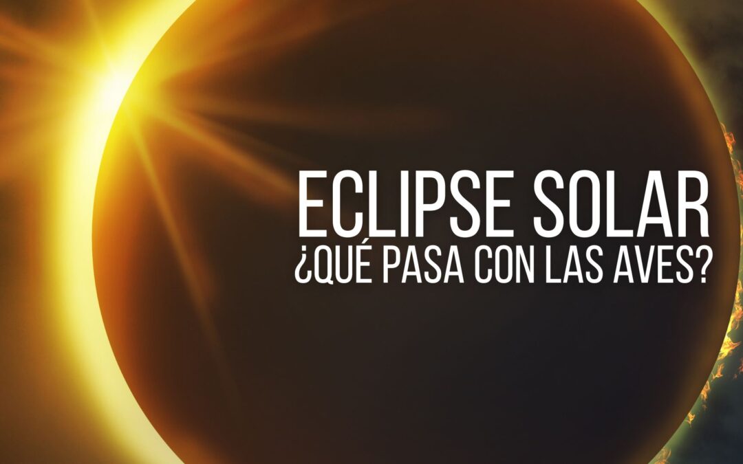Eclipse total de Sol 2026: observa la naturaleza y colabora con la ciencia