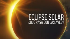 Si vas a observar el eclipse, dedica unos minutos a registrar lo que ocurre a tu alrededor