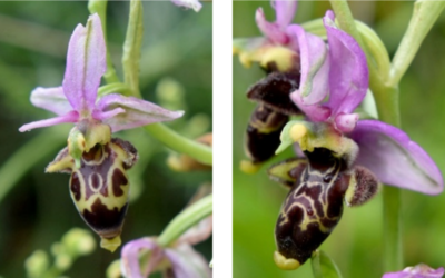 Joyas botánicas de Huesca: las orquídeas que reescriben el mapa de Aragón