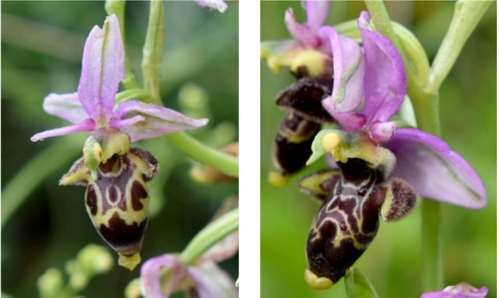 Joyas botánicas de Huesca: las orquídeas que reescriben el mapa de Aragón